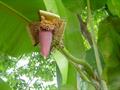 wild forest banana